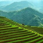 vietnam-terrace-rice-field-7-150x150-5674202